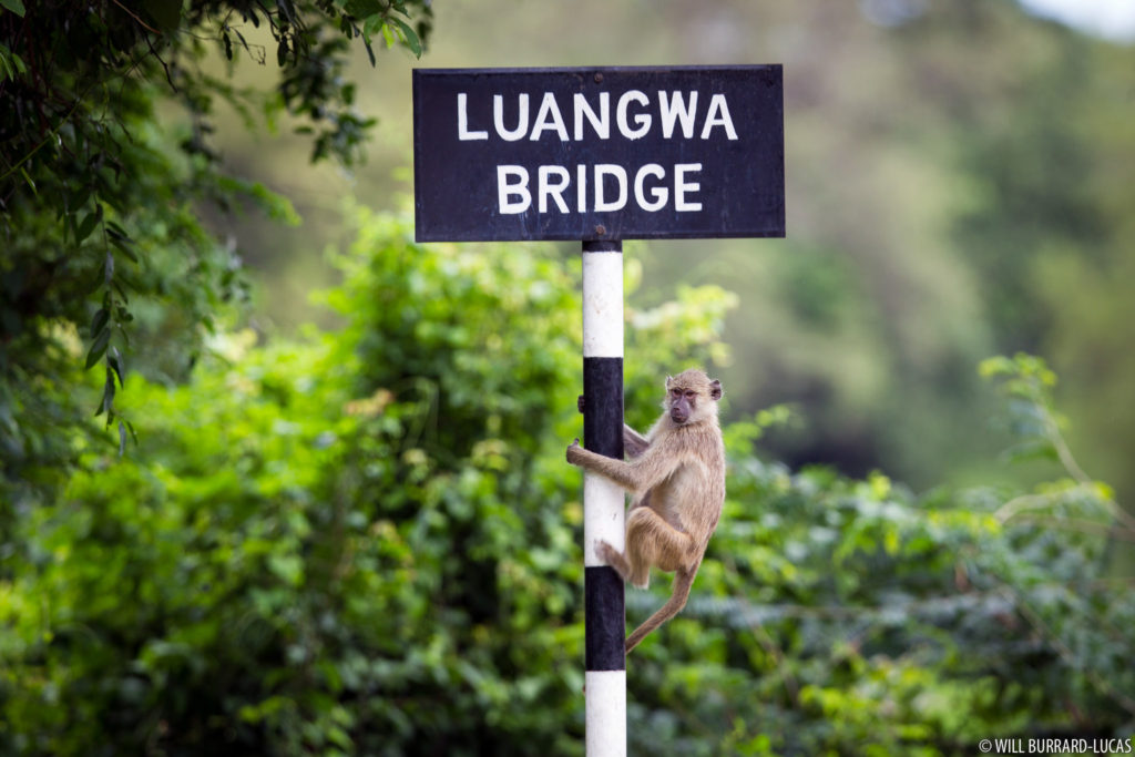 Baboon on Sign