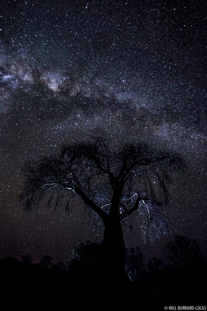 Baobab at Night