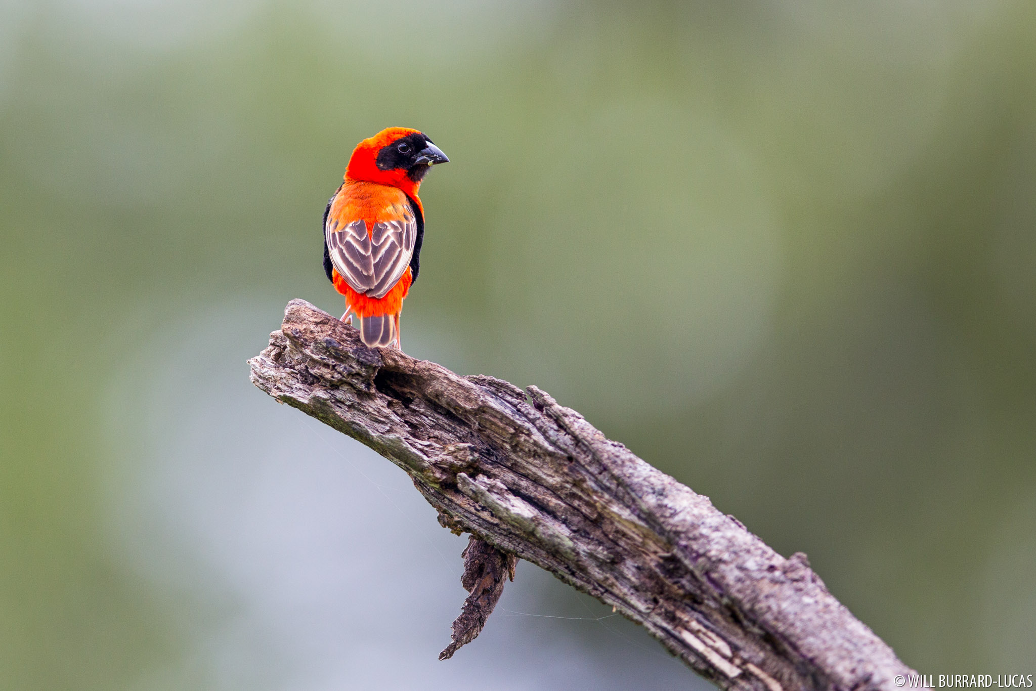 Включи то птица. Оранжевая птица. Птица с красными перьями. Птицы Макросъемка. Макросъемка природа птицы.