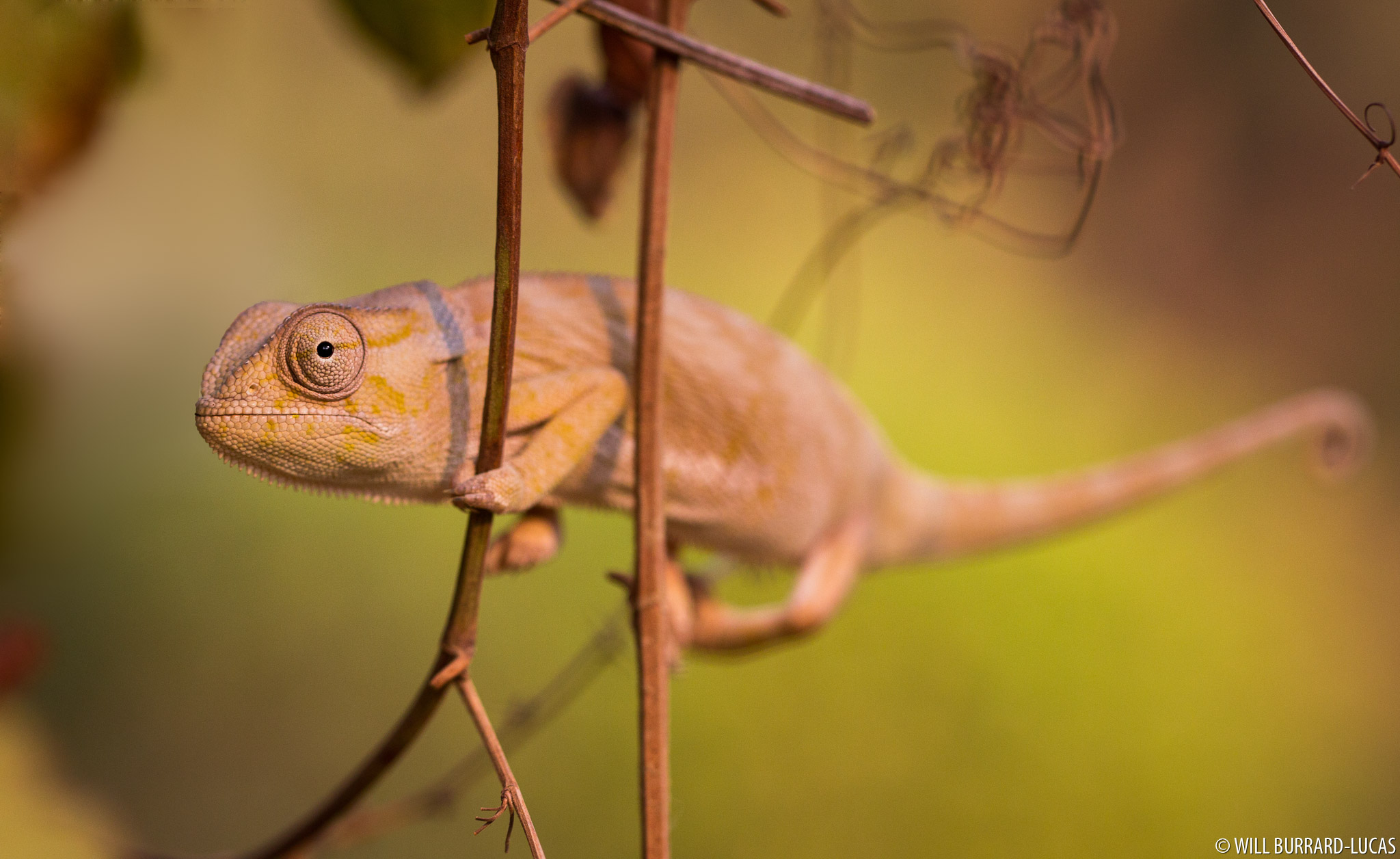 Flap-necked Chameleon | Will Burrard-Lucas