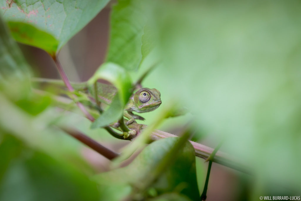 Baby Flap-necked Chameleon