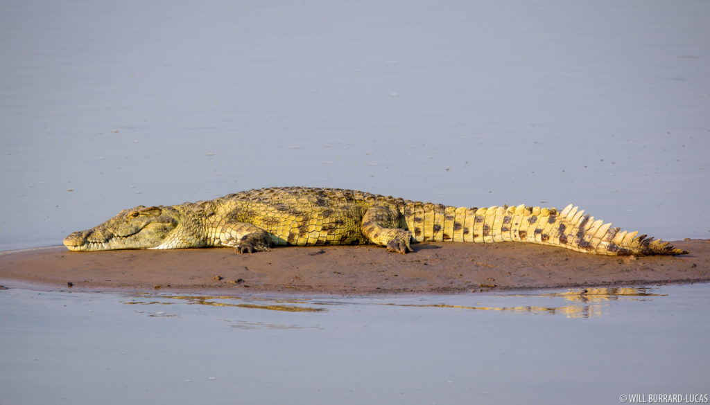 Luangwa Crocodile
