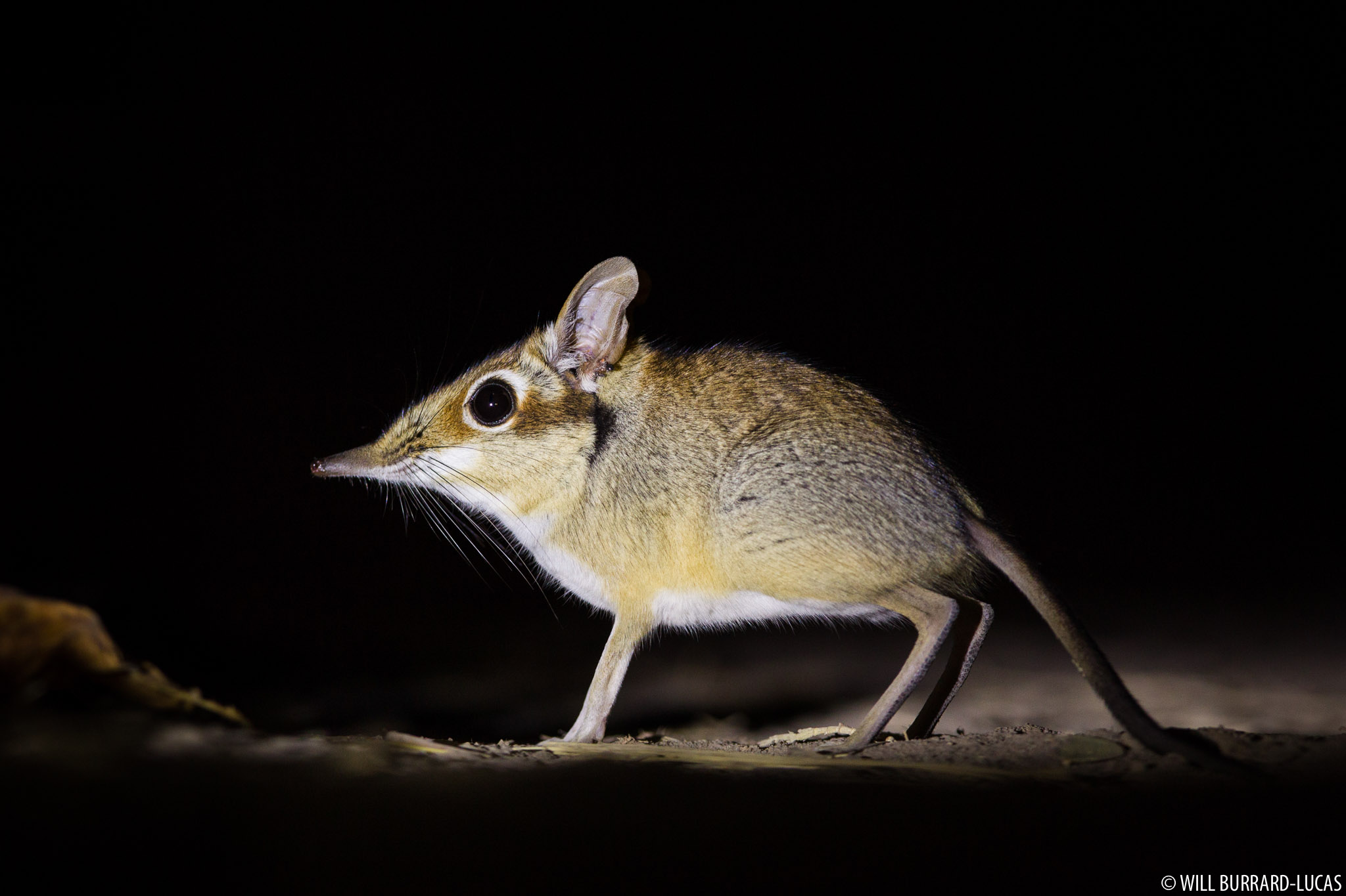 Four-toed Elephant shrew | Will Burrard-Lucas