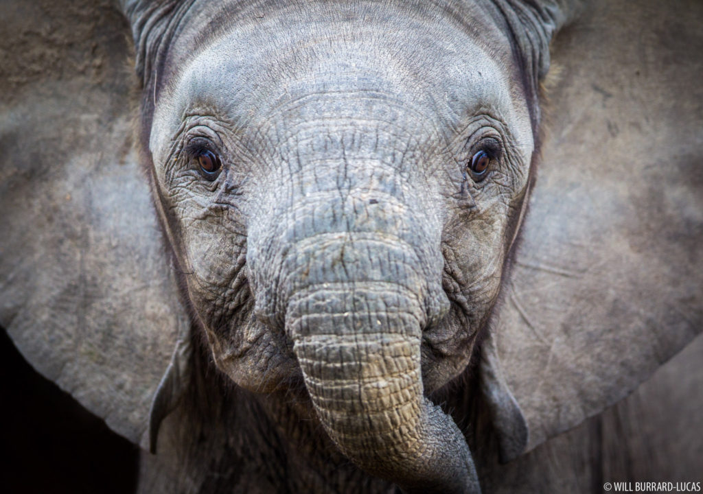 Young Elephant