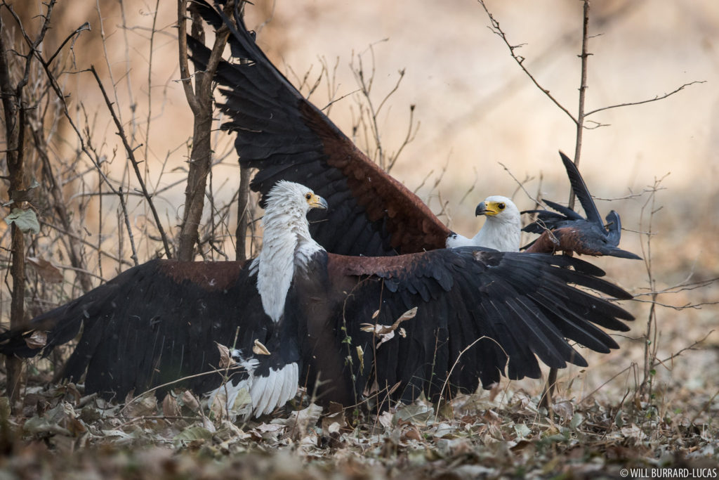 Fighting Fish Eagles