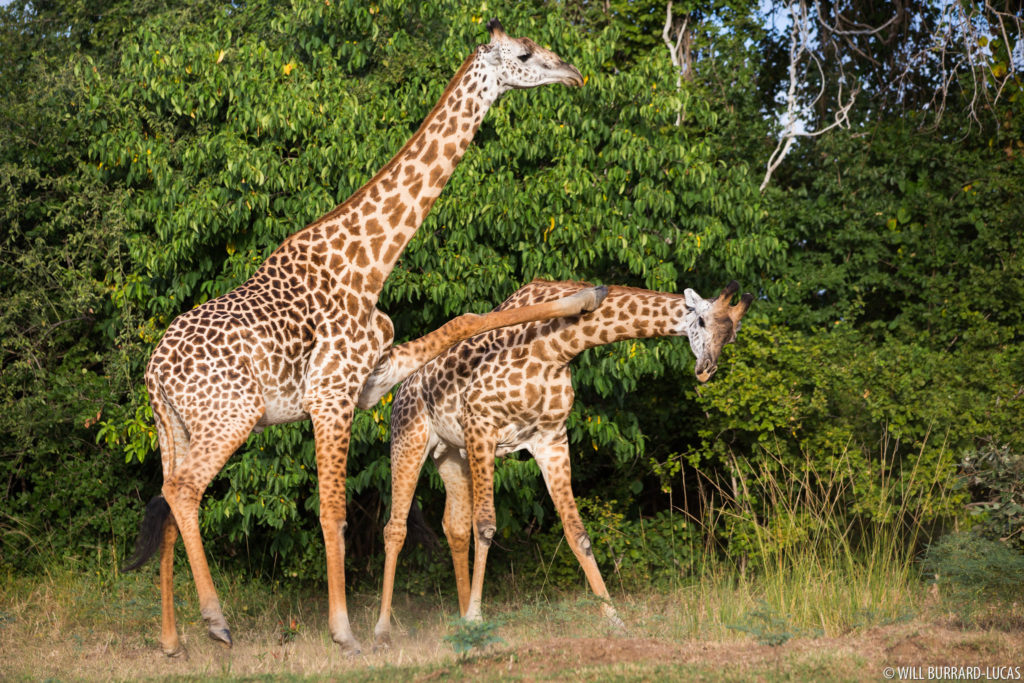 Fighting Giraffes