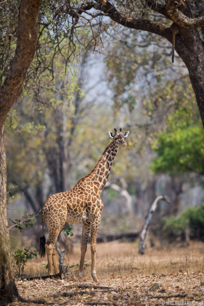 Giraffe and Leopard