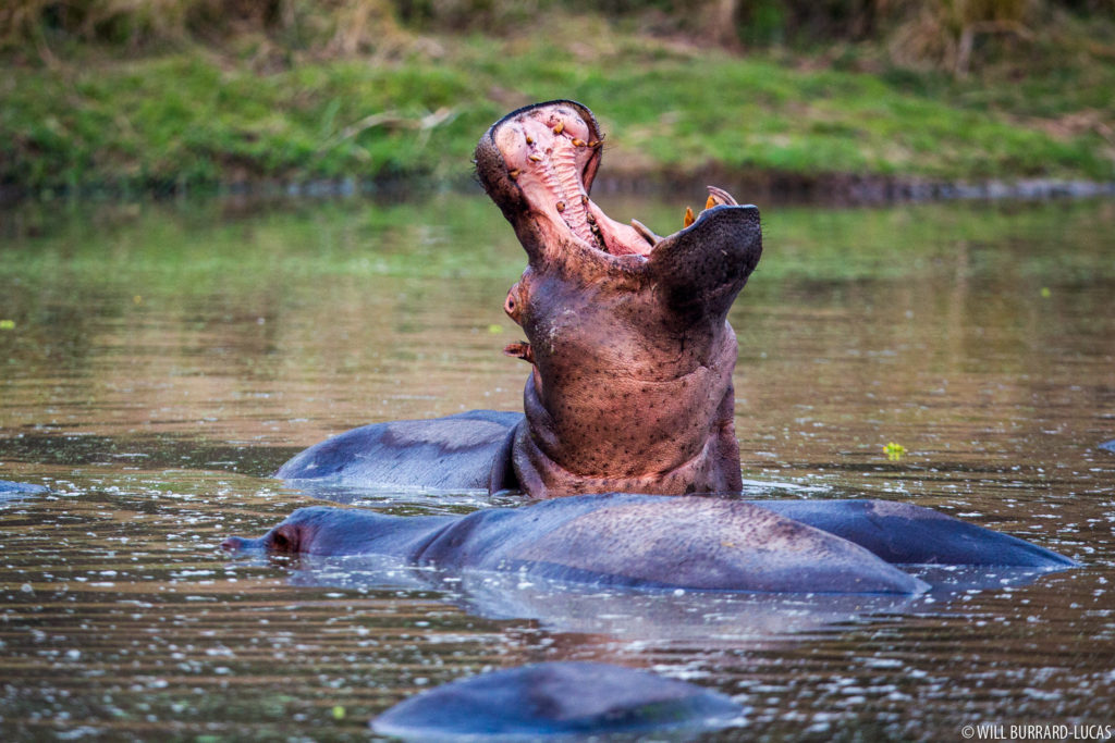 Yawning Hippo