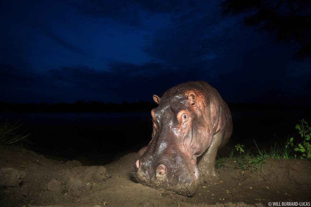 Hippo at Night
