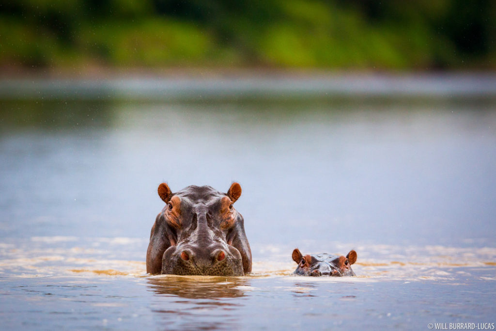 Hippo Mother and Calf