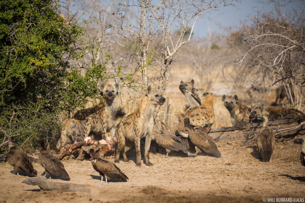 Hyena and Vultures