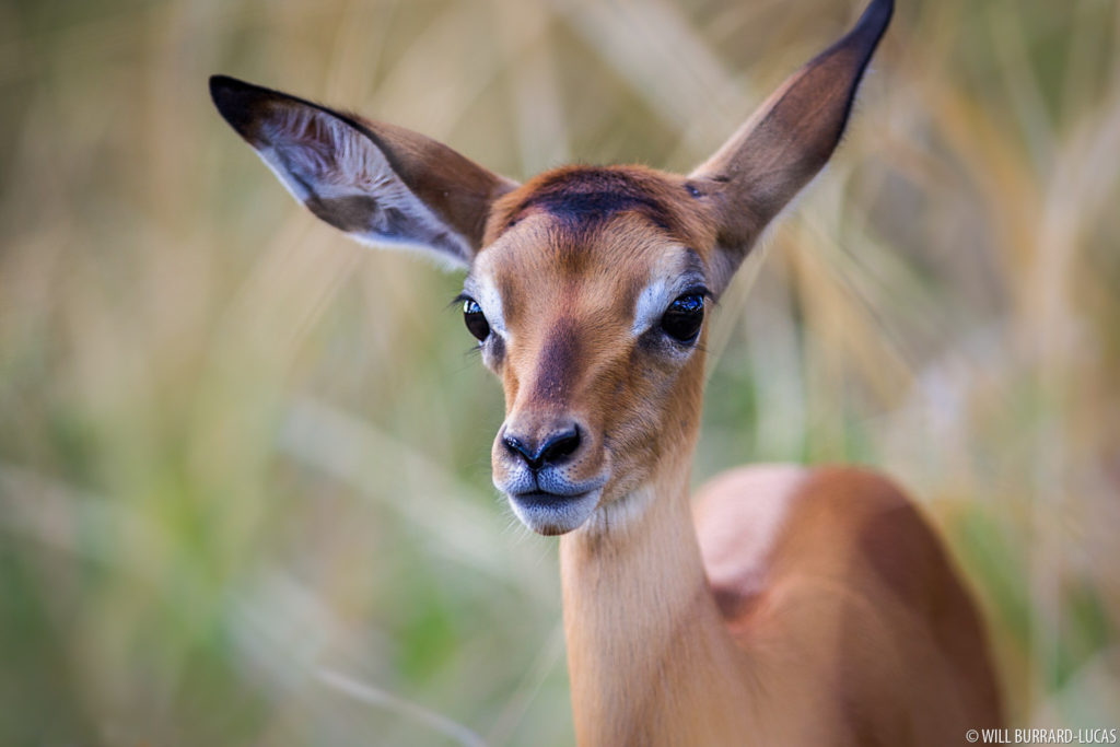 cute baby animal impala
