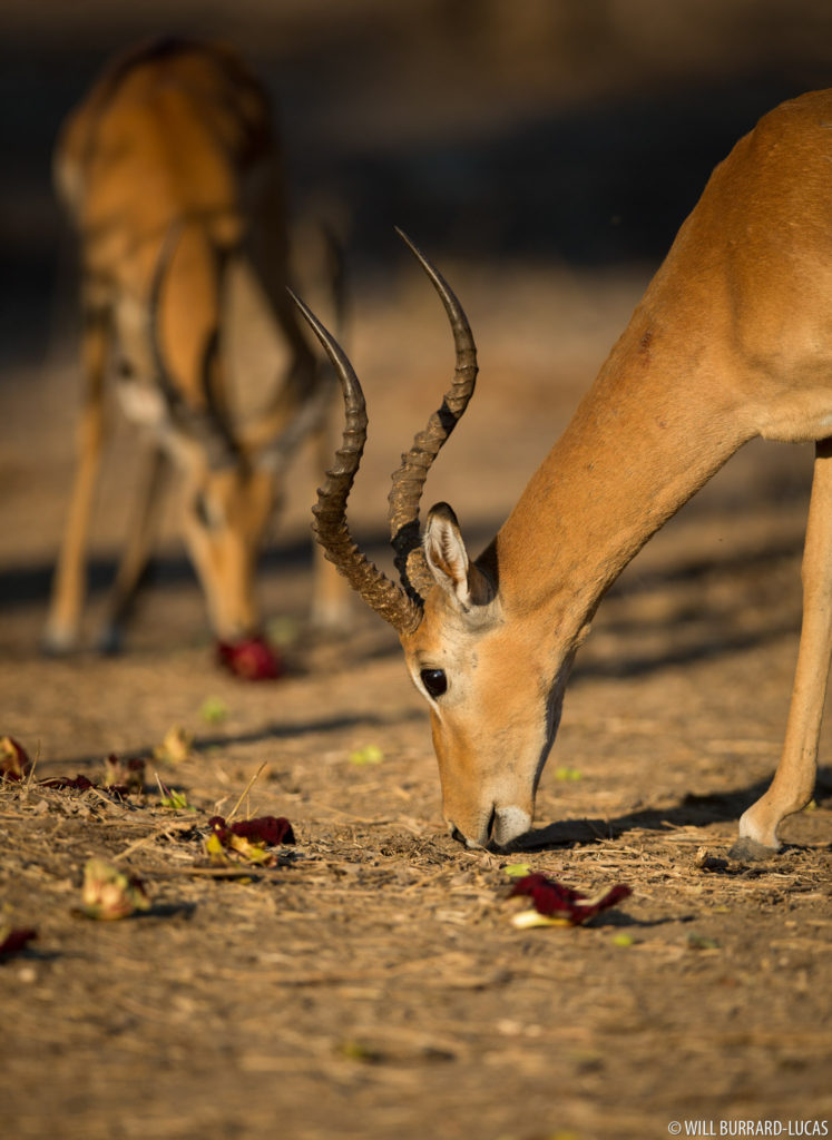 Impala Eating Flower