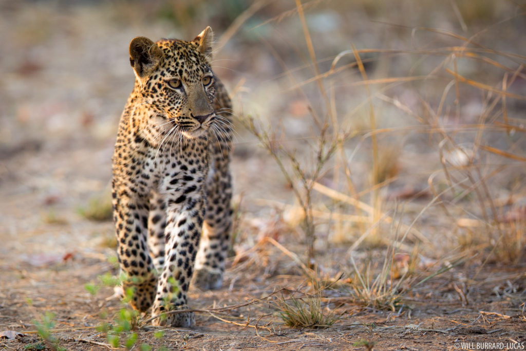 Luangwa Leopard Cub
