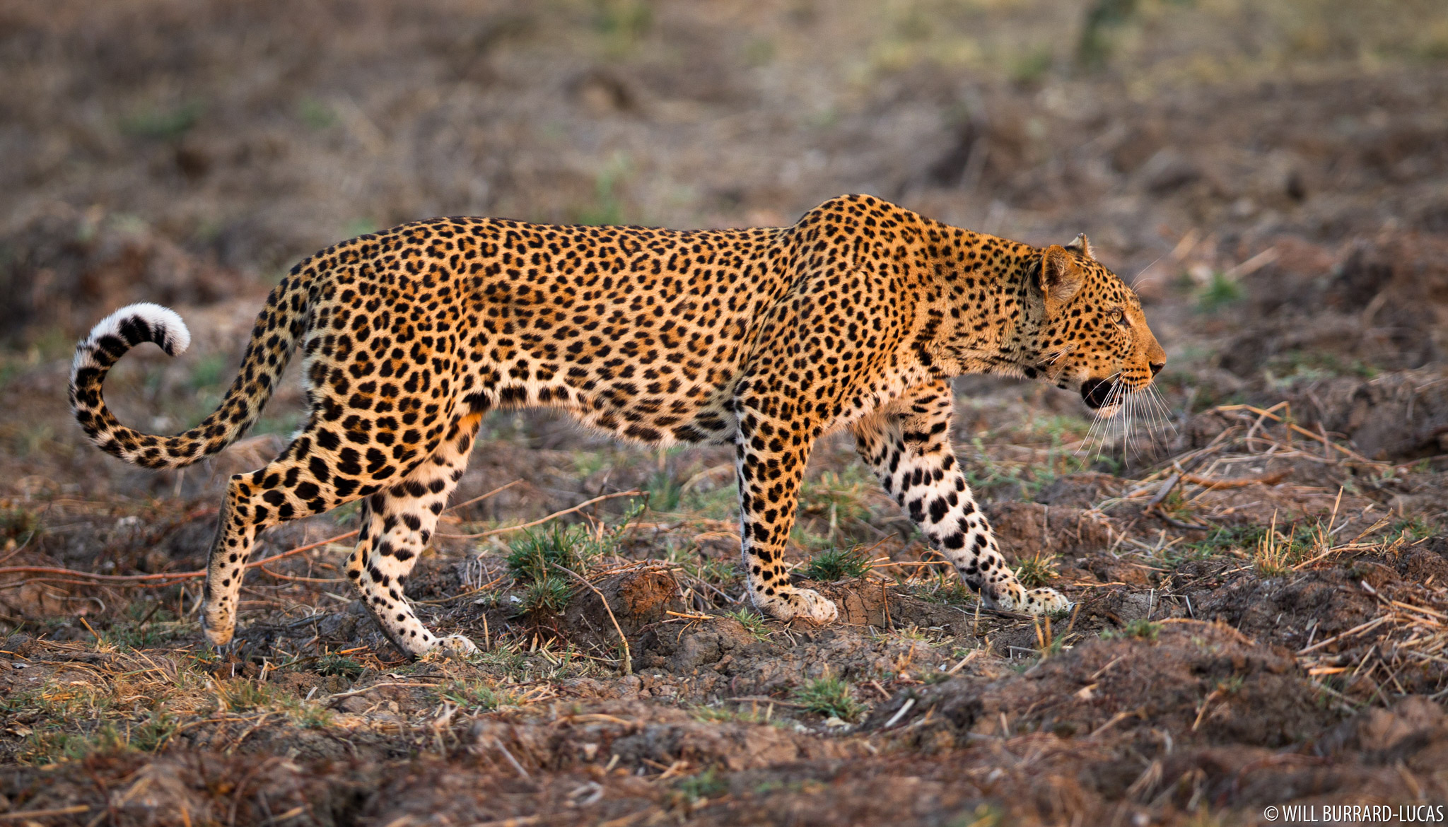 Female Leopard | Will Burrard-Lucas