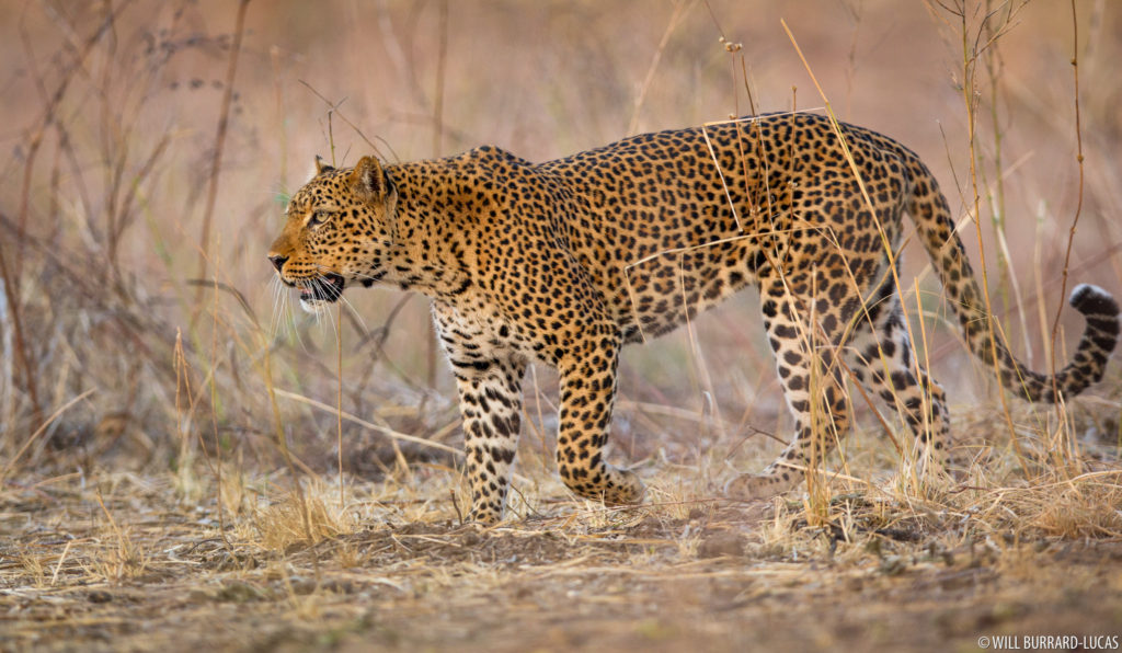 Leopard in South Luangwa