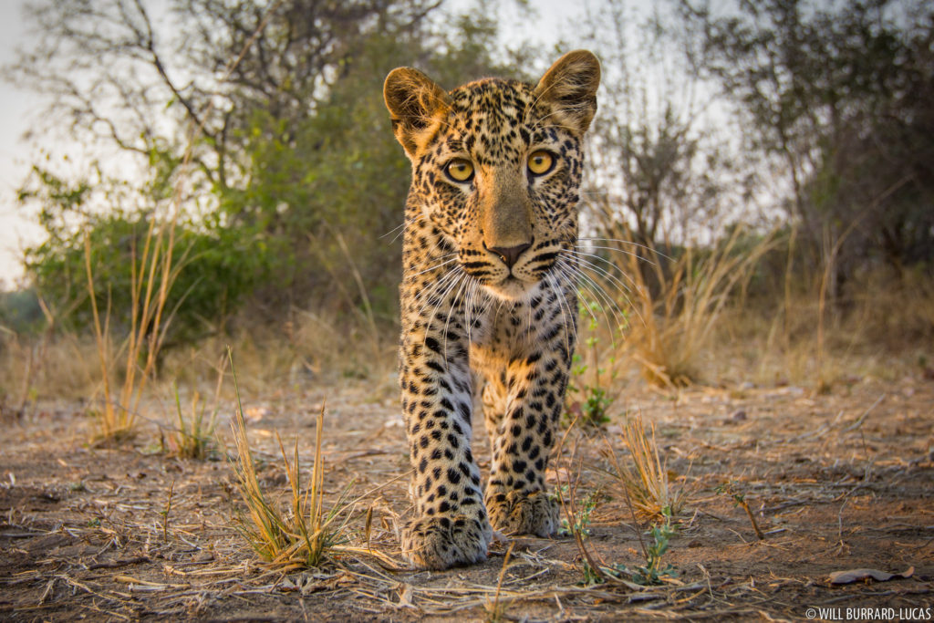 Curious Leopard Cub