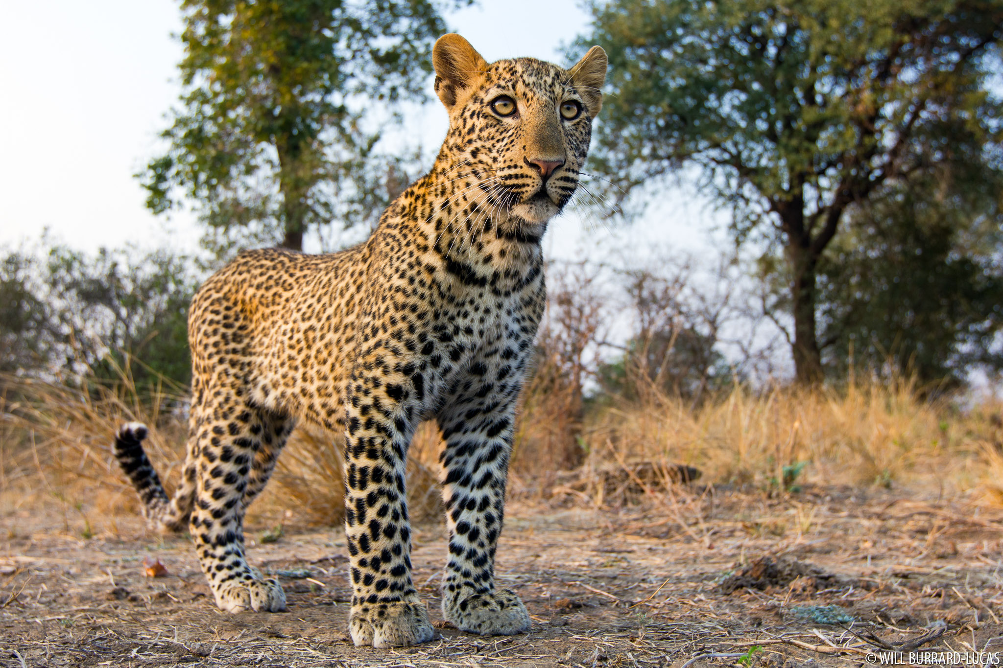 Animal 1 животное. Тигр Саванна леопард. Леопард Саванна Кения. Звери Африки. Dikoe jiwotnyye.