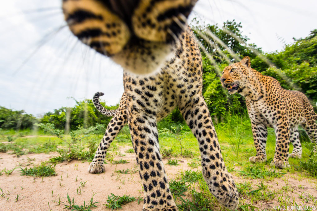 Leopard Close-up