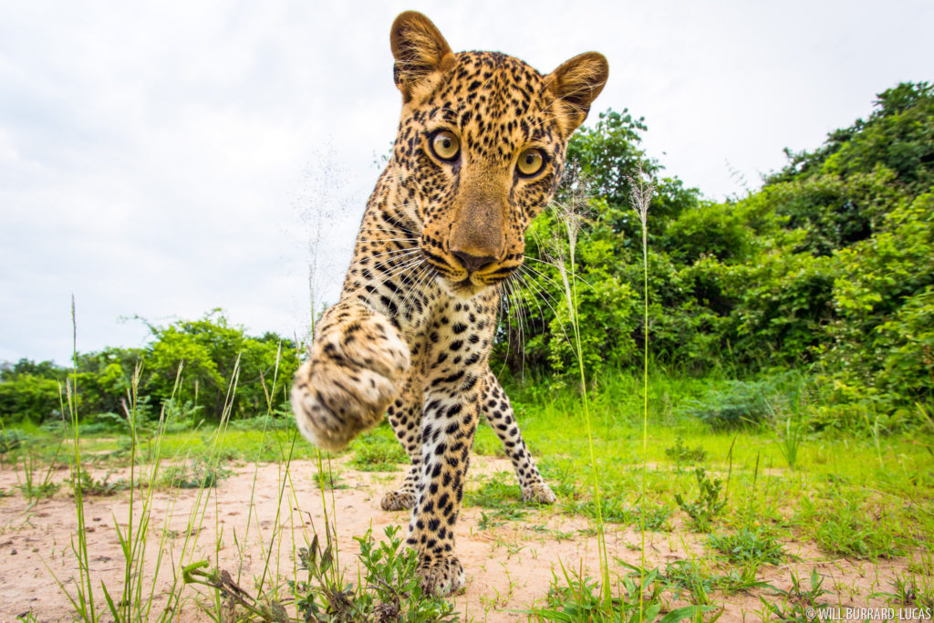 Leopard with BeetleCam