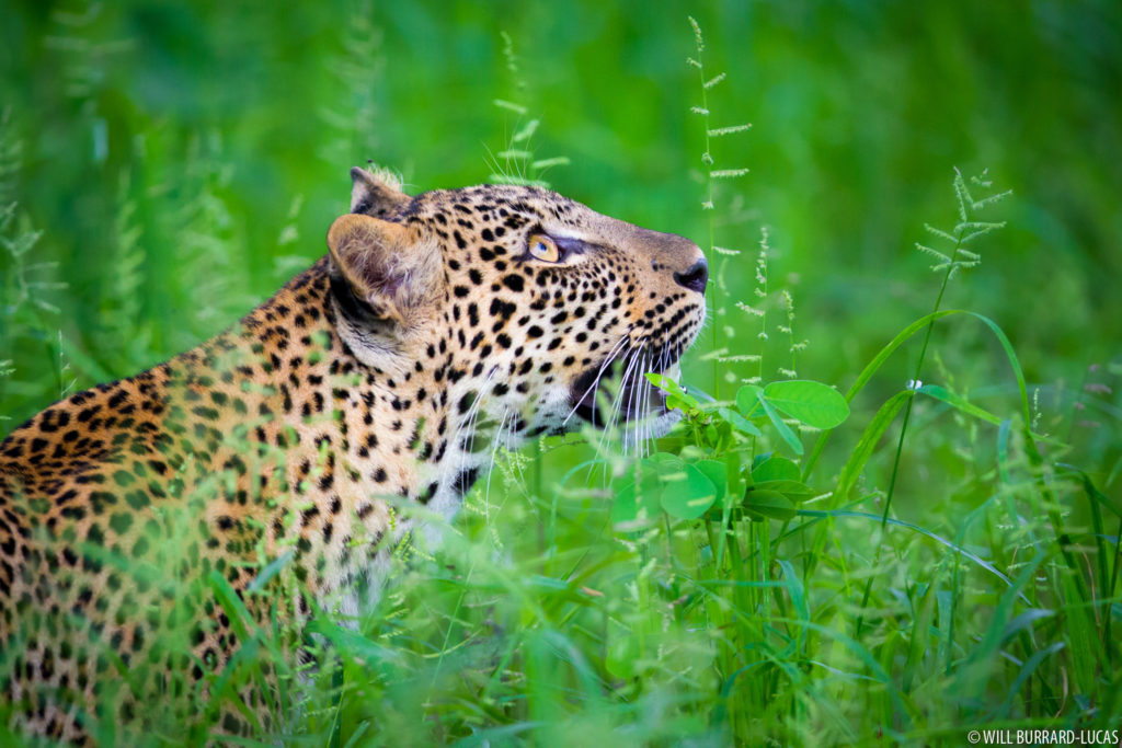 Leopard Glance