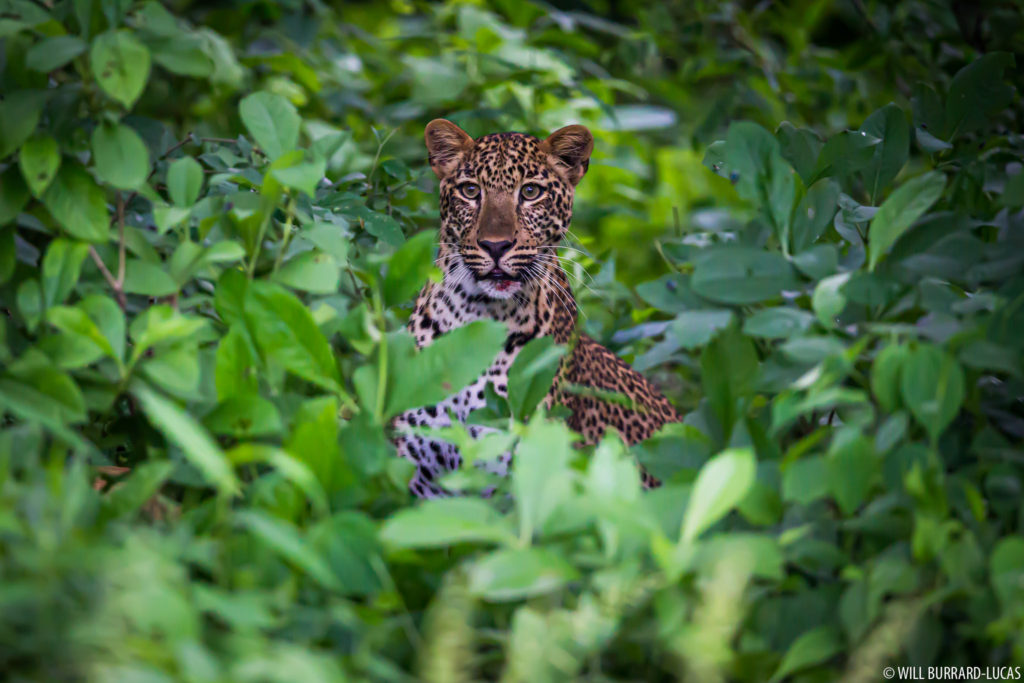 Leopard in Undergrowth