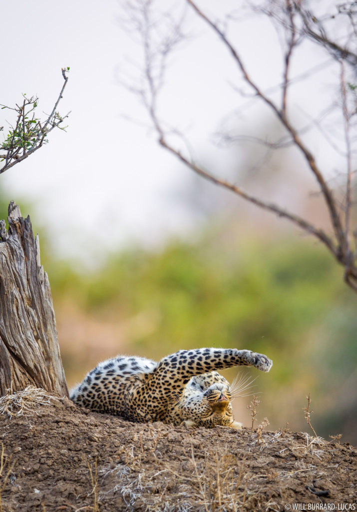 Stretching Leopard