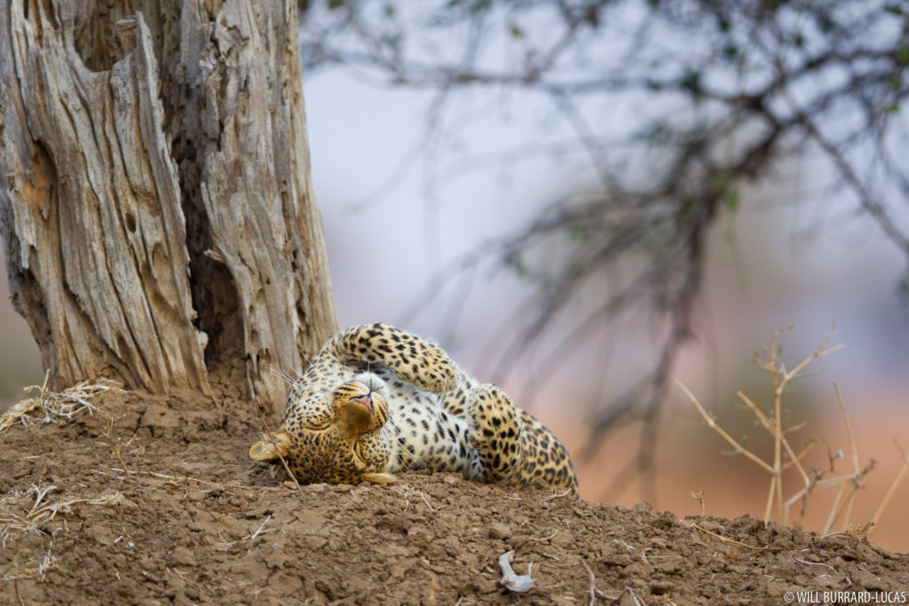 Sleeping Leopard