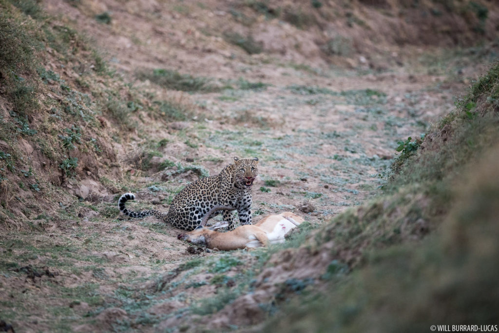 Leopard with Kill