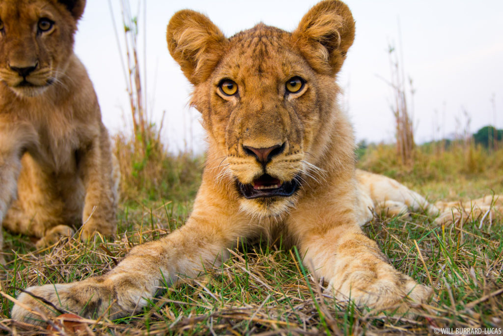 Lion Cub Portrait