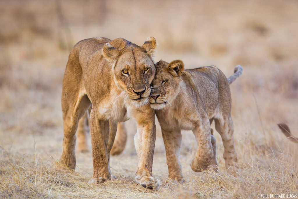 Lion Cuddle