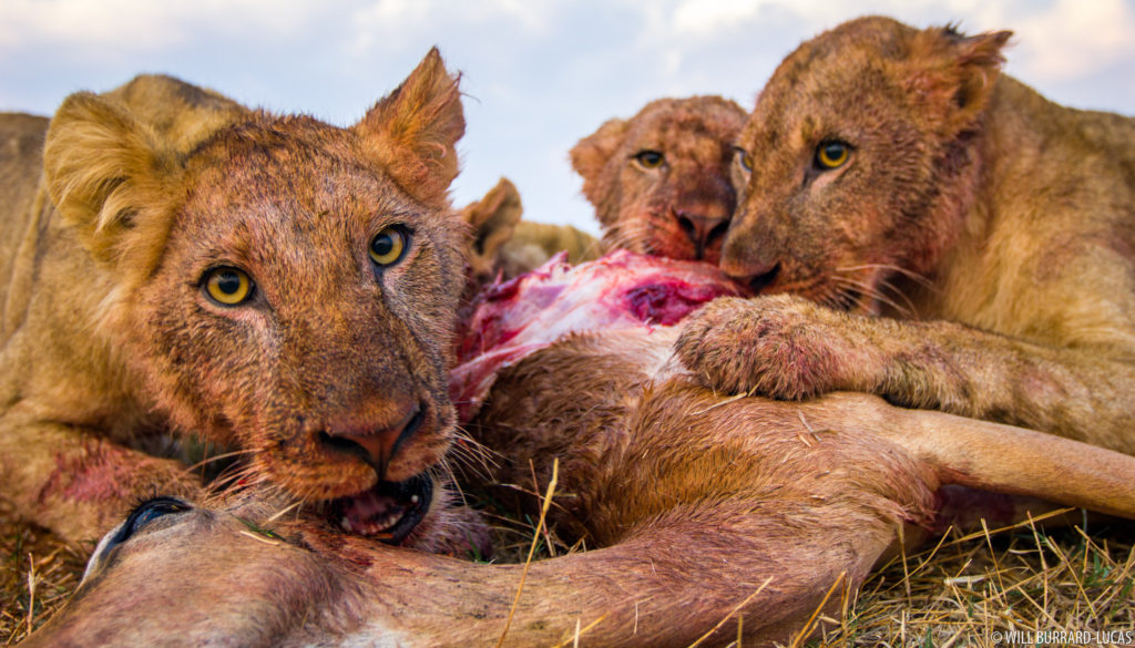 Lions with Kill