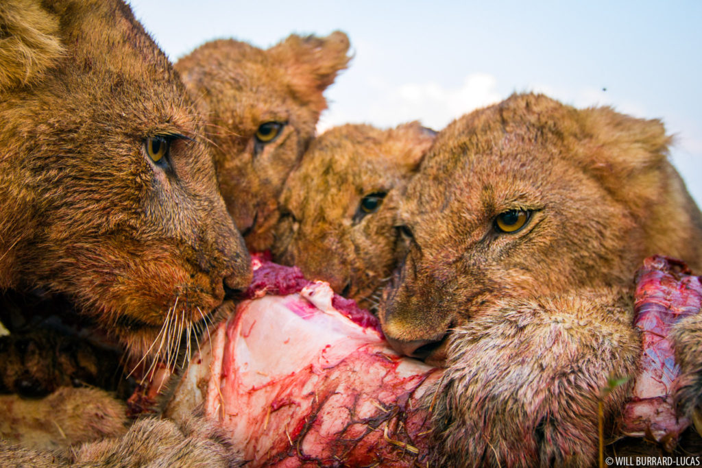 Feeding Lions