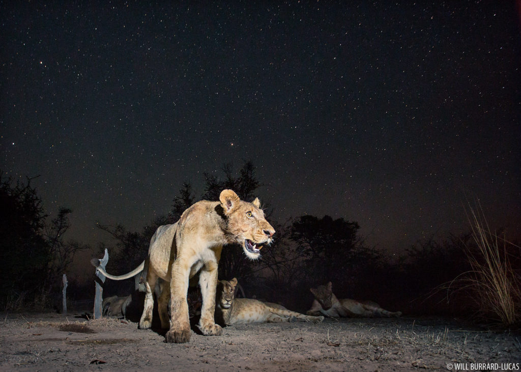 Lions at Night