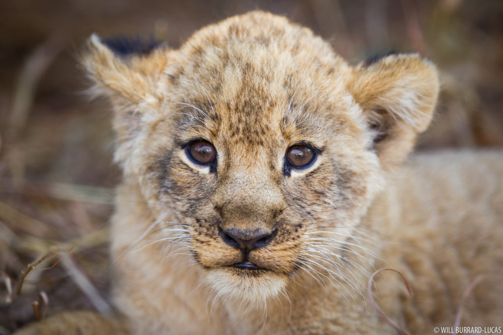 Small Lion Cub