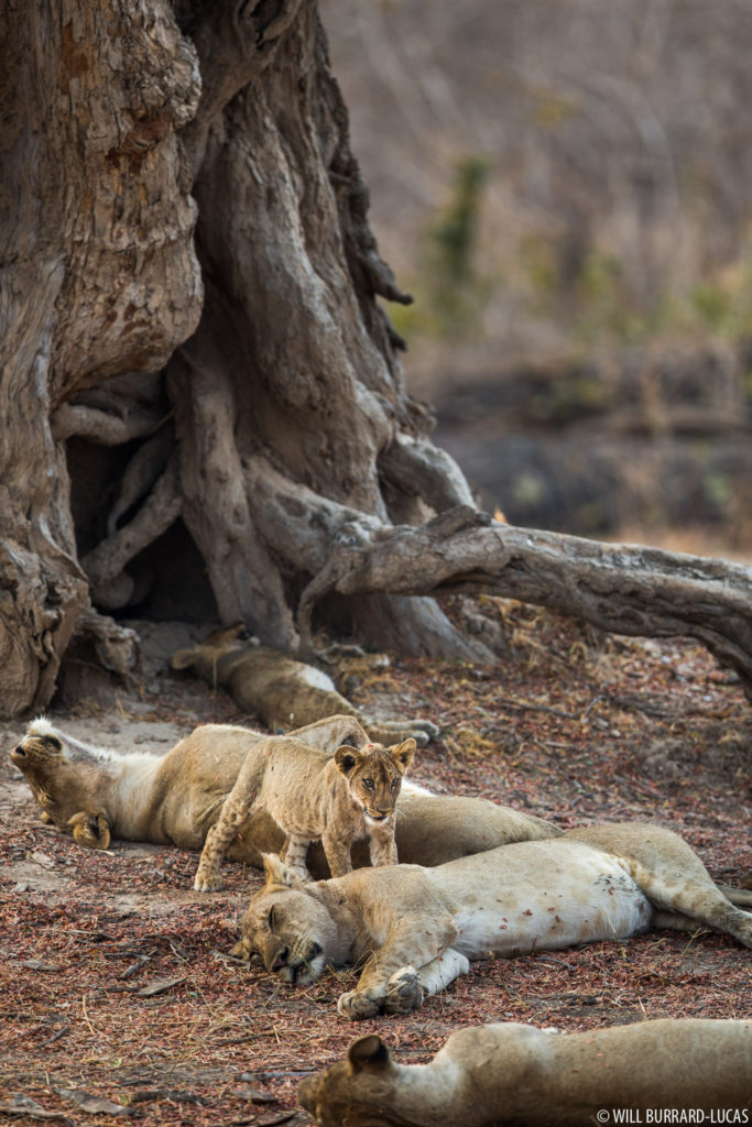 Lions