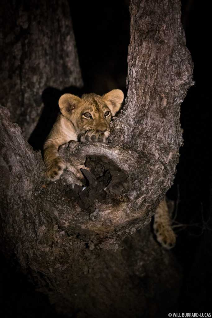 Lion Cub in Tree