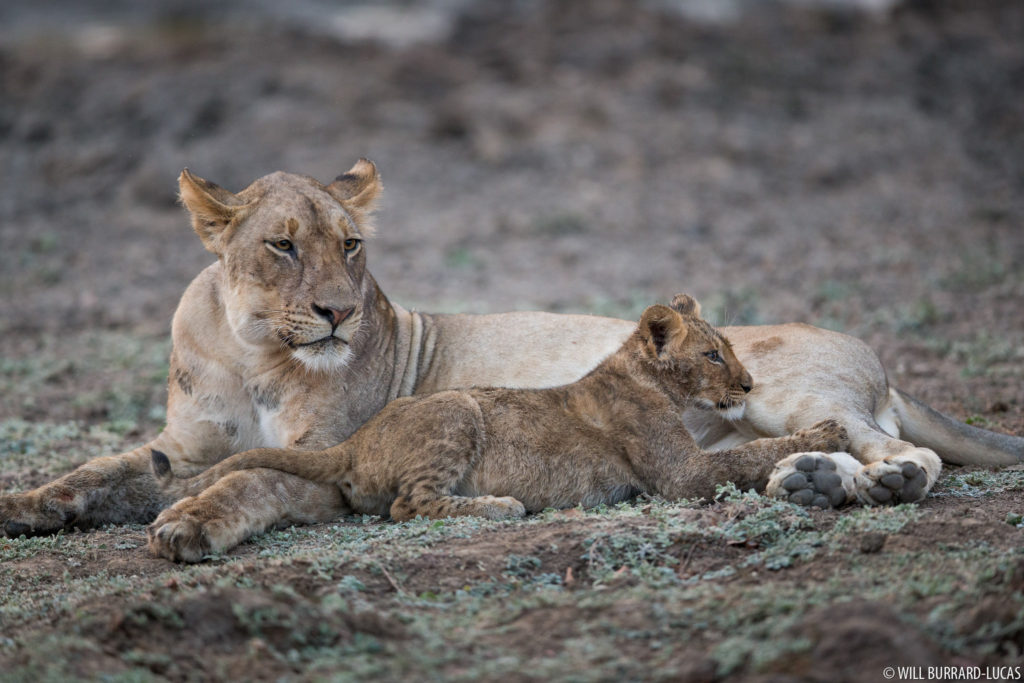 Lions