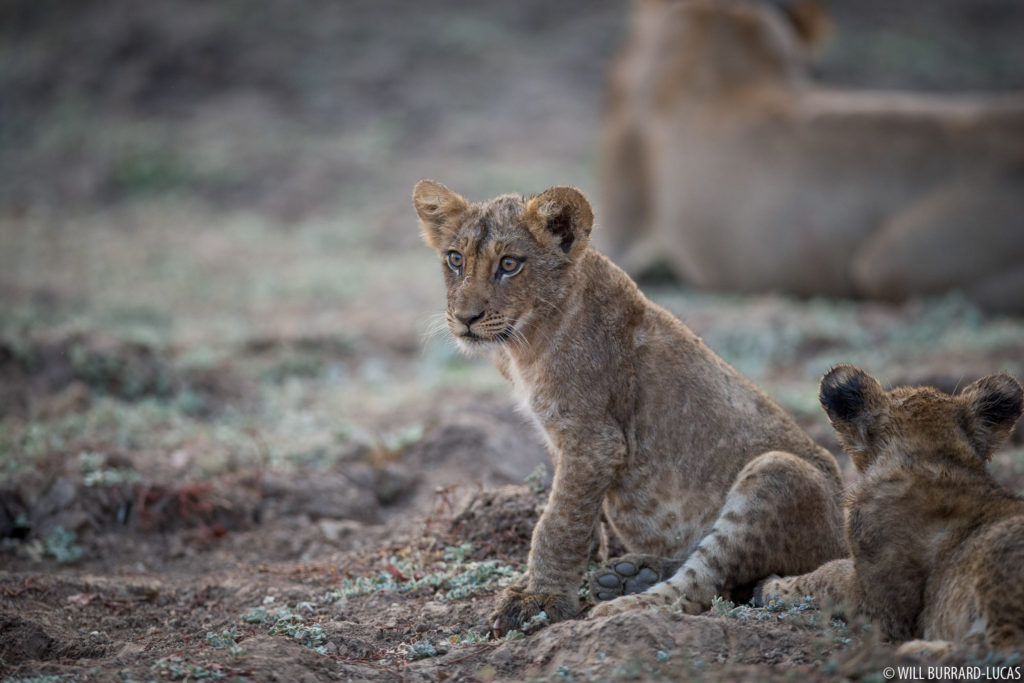 Lion Cubs