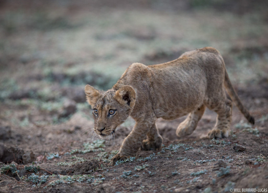 Lion Cub