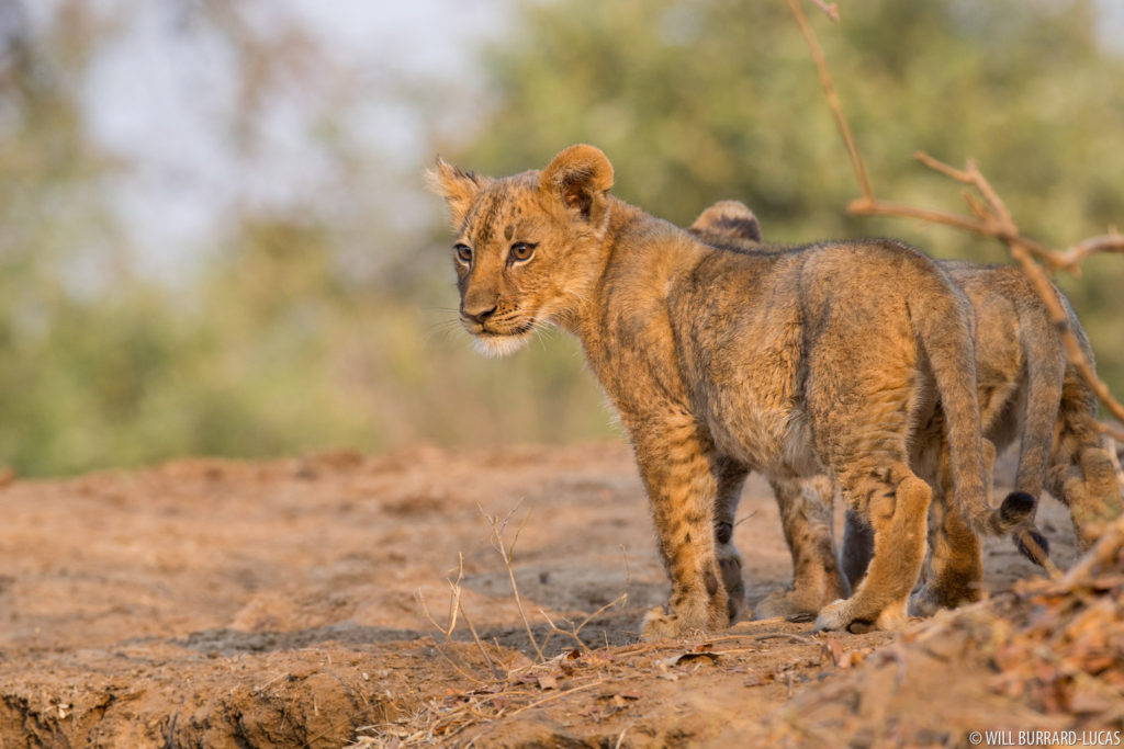 Lion Cubs