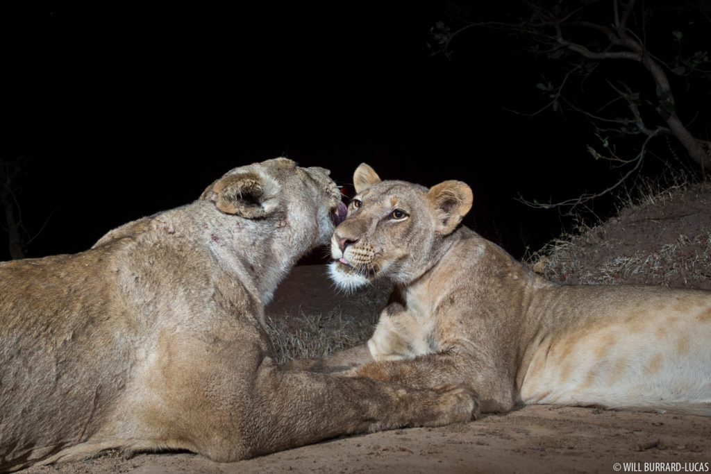 Lions at Night