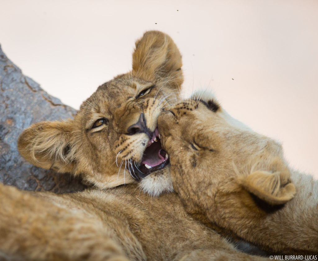Lion Cubs