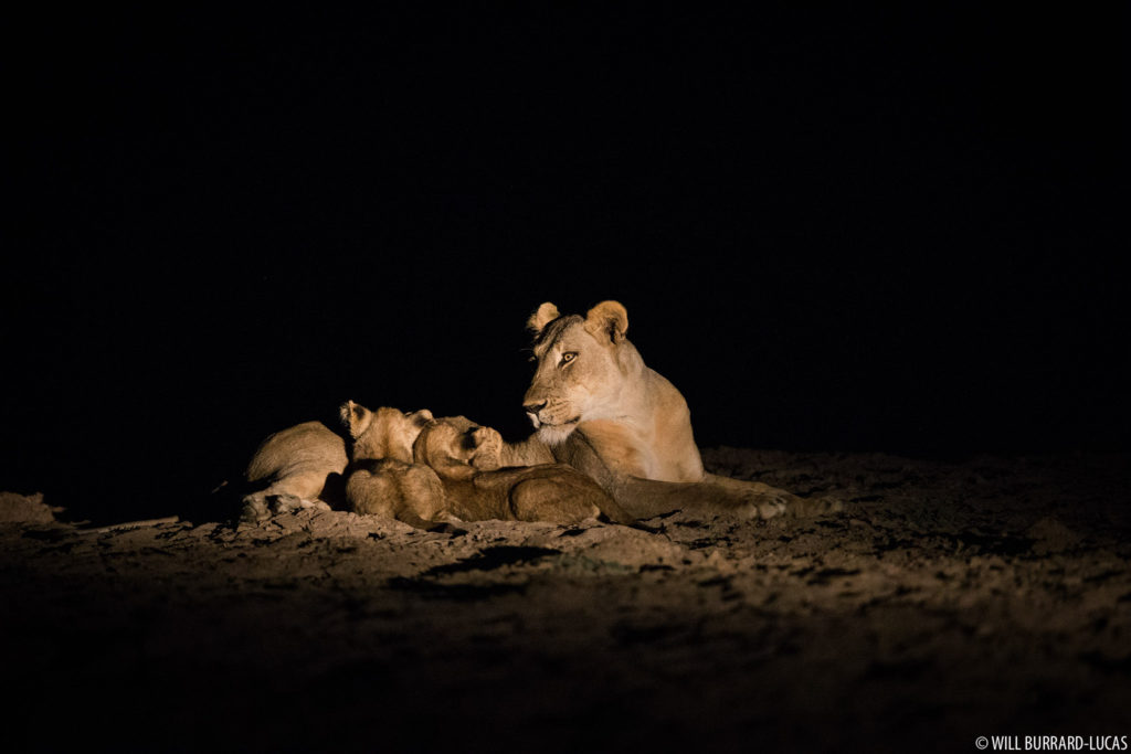 Lioness Suckling Cubs