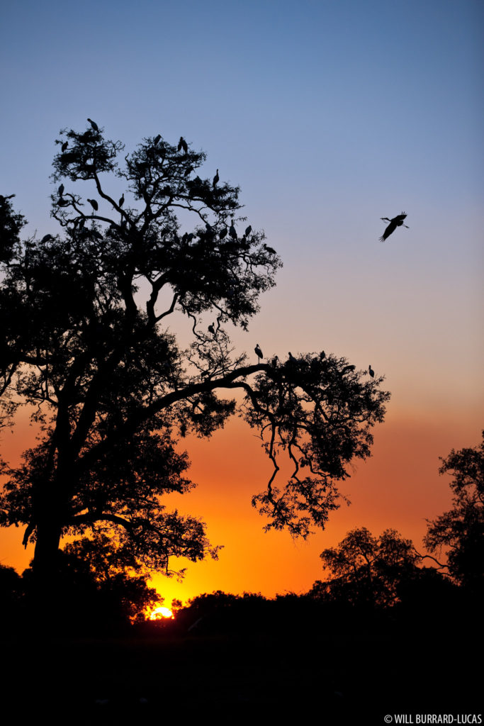 Stork at Sunset