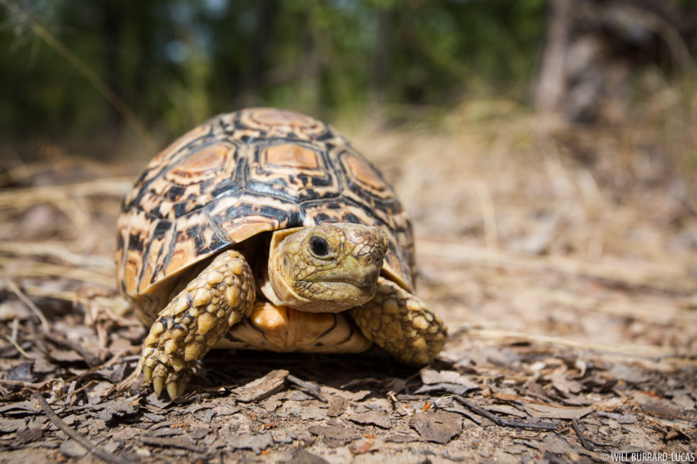 Tortoises + Zambia | Photos Pictures Images