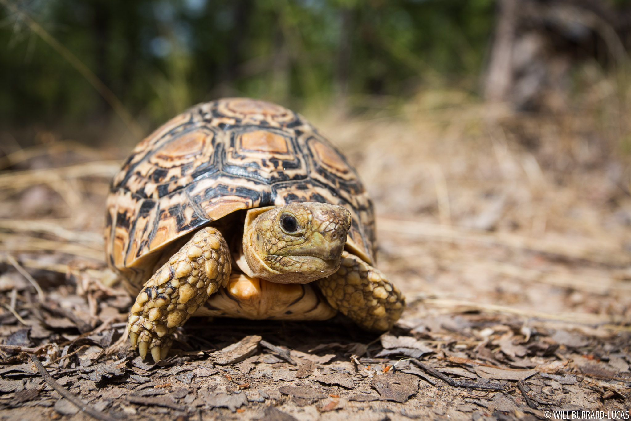 leopard-tortoise-will-burrard-lucas