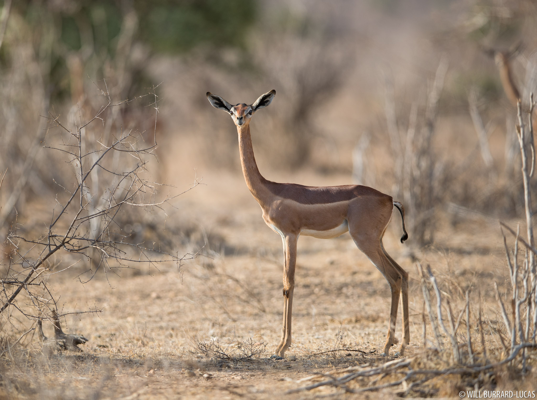 Gerenuk Will Burrard Lucas Gerenuk Will Burrard Lucas
