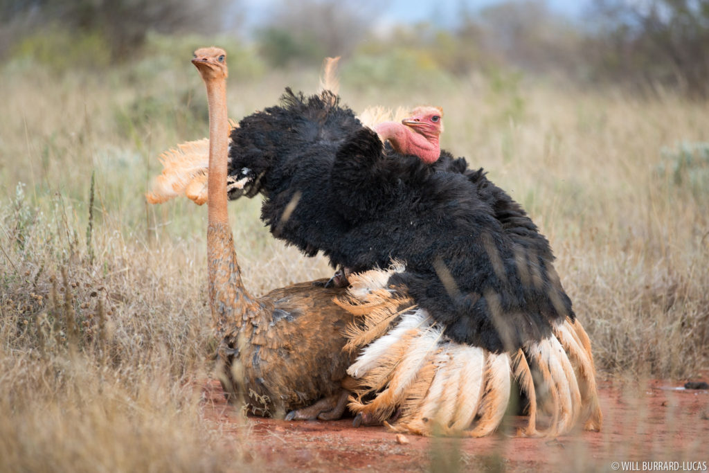 Mating Ostriches