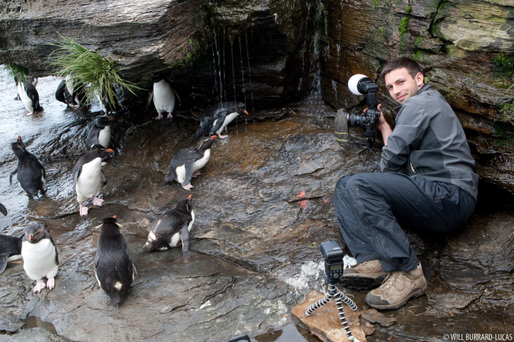 Photographing Penguins